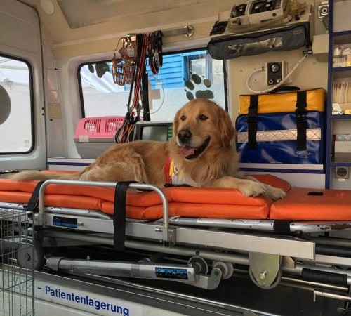 Terremoto, ambulanza per gli animali