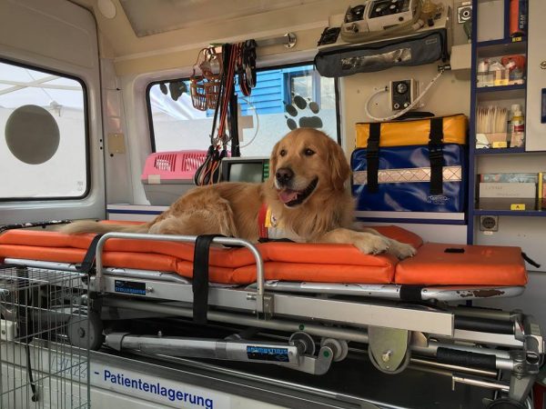 Terremoto, ambulanza per gli animali
