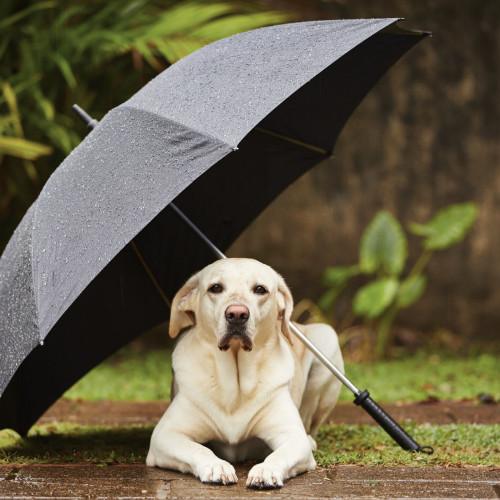 Dog in rain