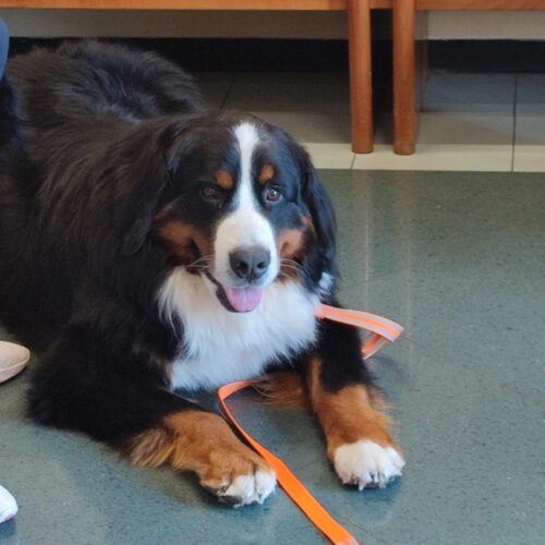 cane in attesa ospedale veterinario di Montichiari