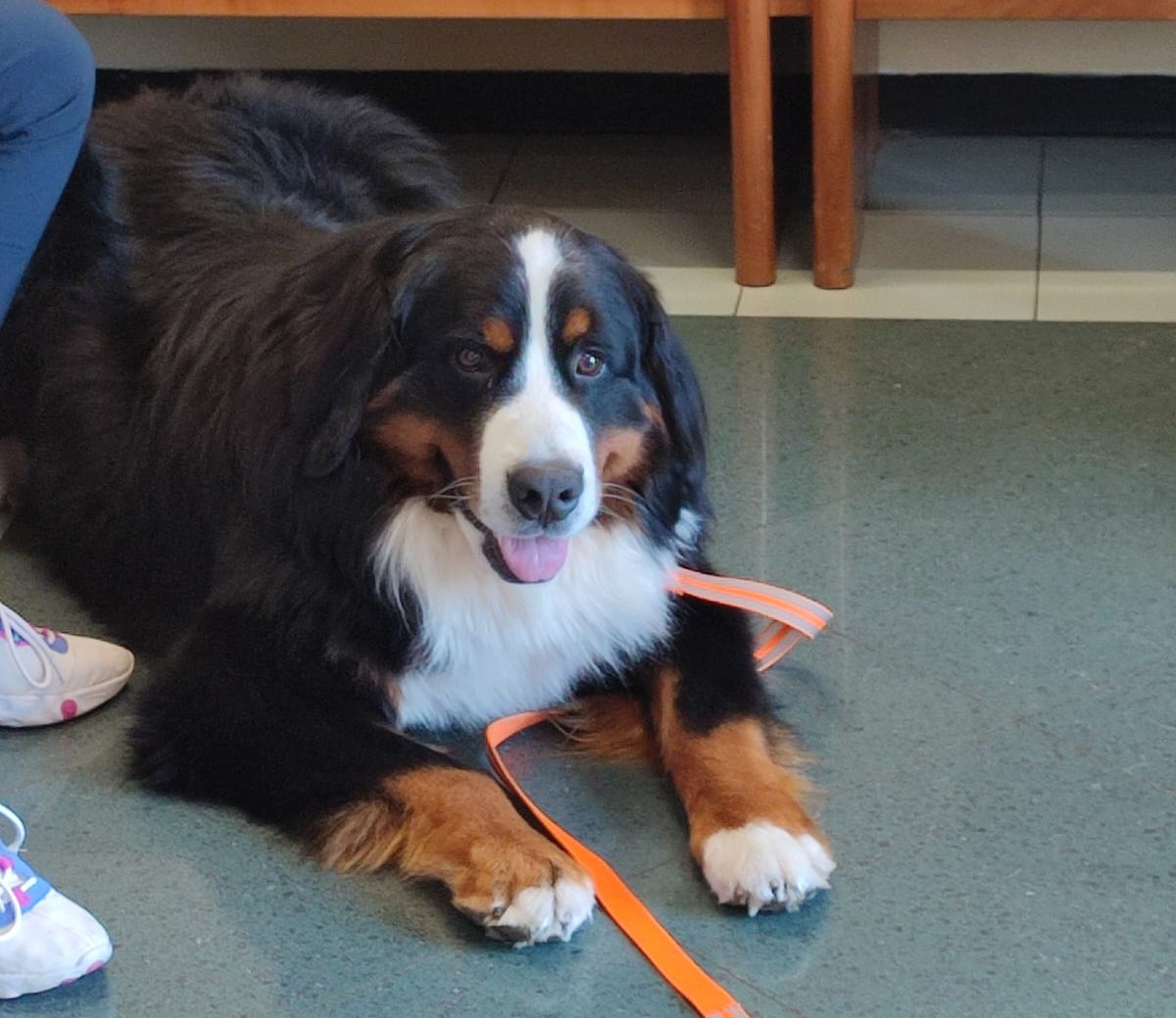 cane in attesa ospedale veterinario di Montichiari